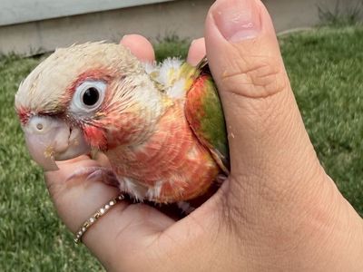 Green chick conure