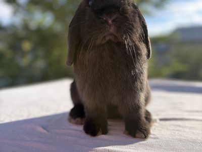 Holland Lop Doe