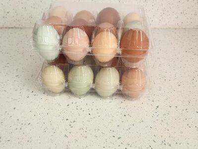 Fresh eggs, laid, gathered and packed daily!