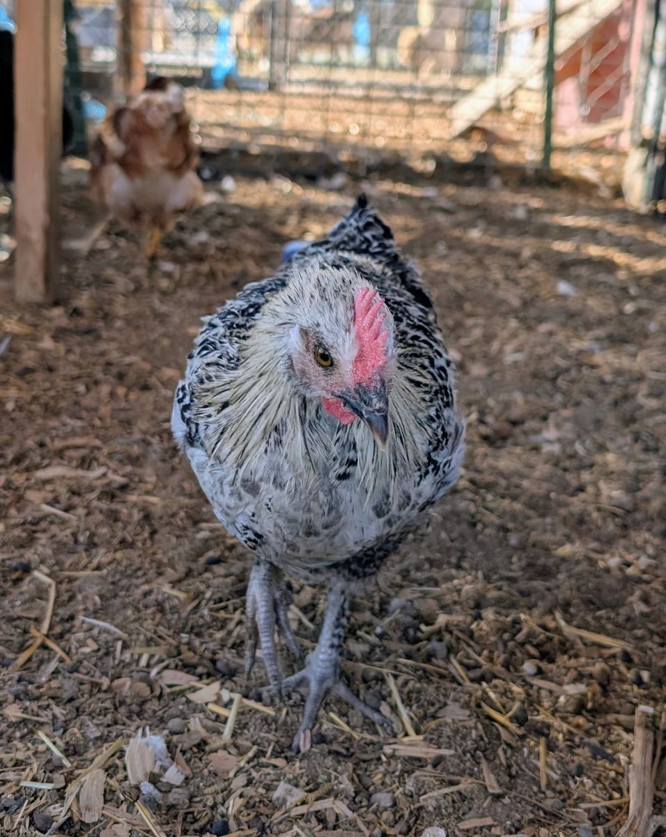 Handsome Silver Deathlayer × Bantam Cochin Rooster – 11 weeks old