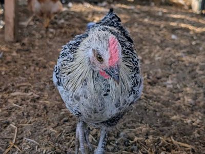 Handsome Silver Deathlayer × Bantam Cochin Rooster – 11 weeks old