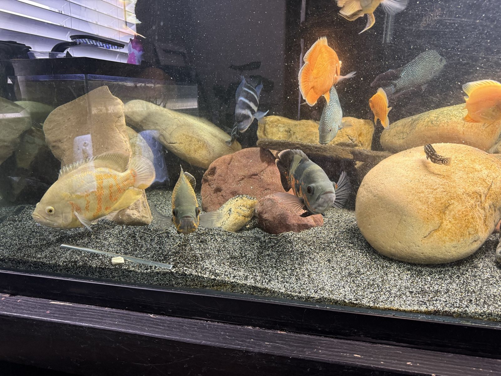 Frontosa