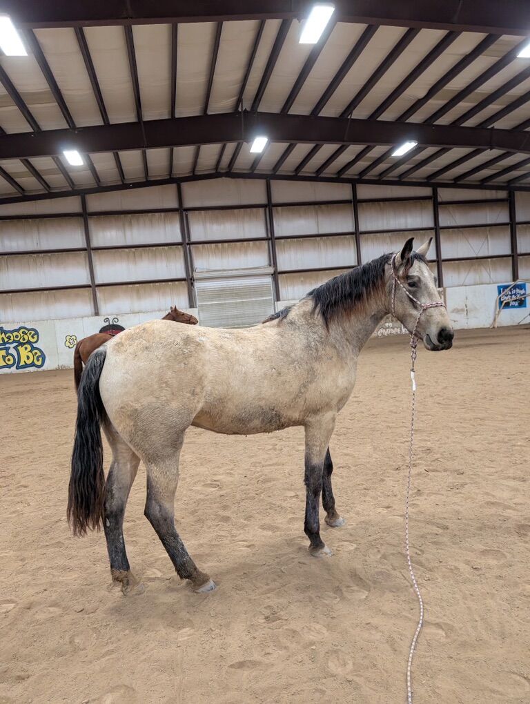 Big Buckskin Tennessee Walker Filly
