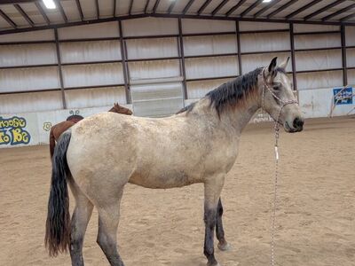Big Buckskin Tennessee Walker Filly