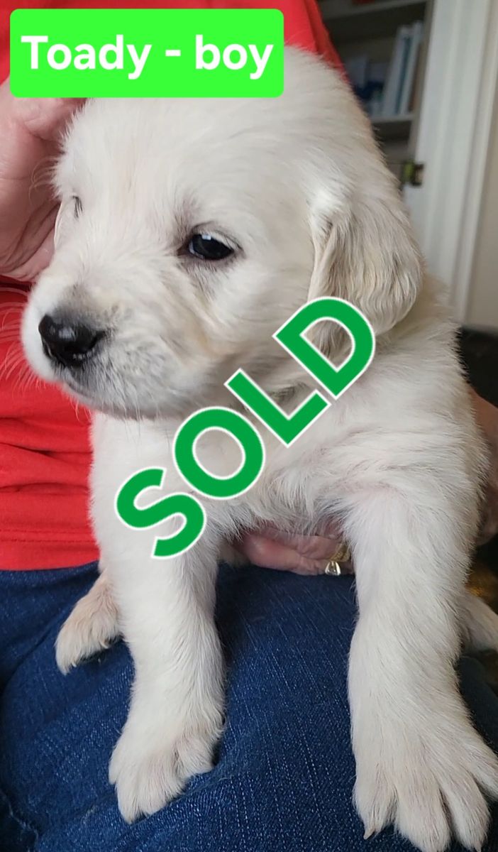 AKC registered Golden/English Cream Retriever Puppies