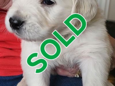 AKC registered Golden/English Cream Retriever Puppies