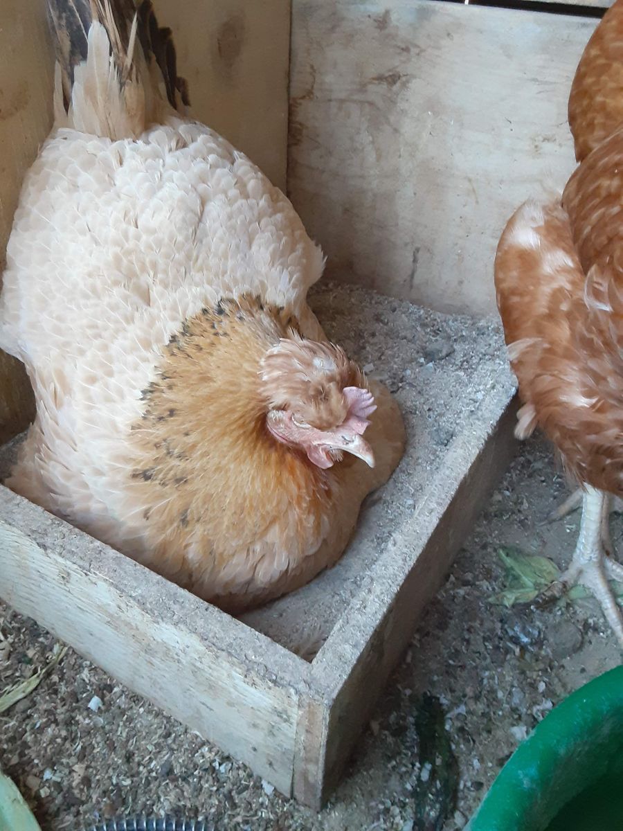 ISO old wheat, grain,, beans in old Square Tin 5 gal containers & 5 gal food only with lids buckets