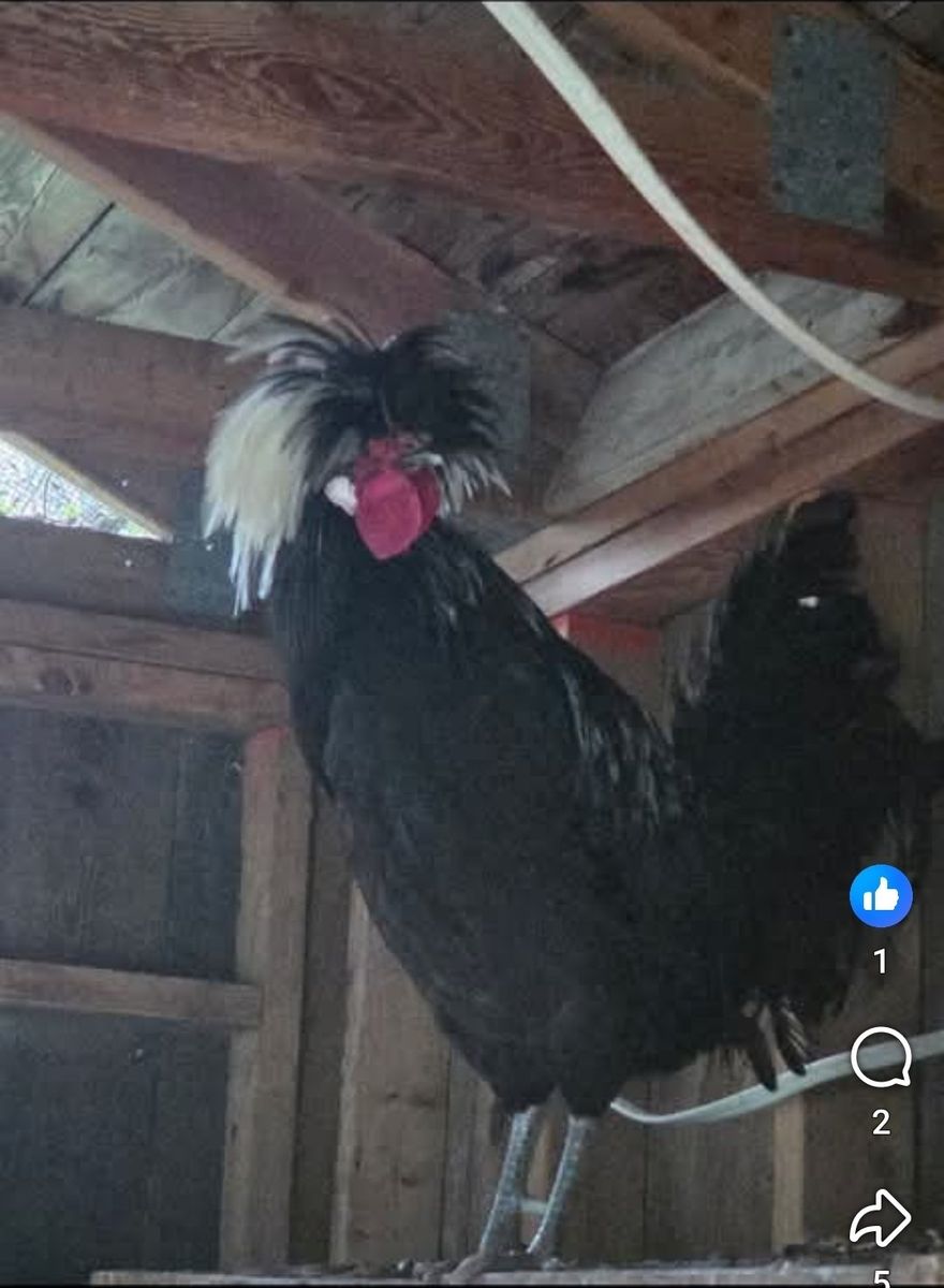 polish rooster