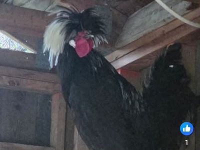 polish rooster
