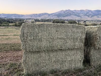 Alfalfa 135 per bale