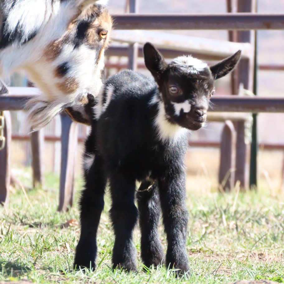 Nigerian Dwarf Doeling *PENDING*