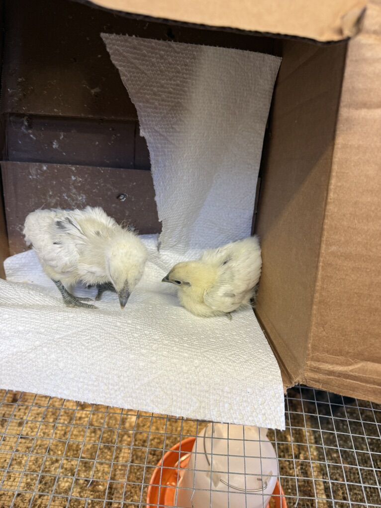 I Have Zombie Chicks Gor Sale