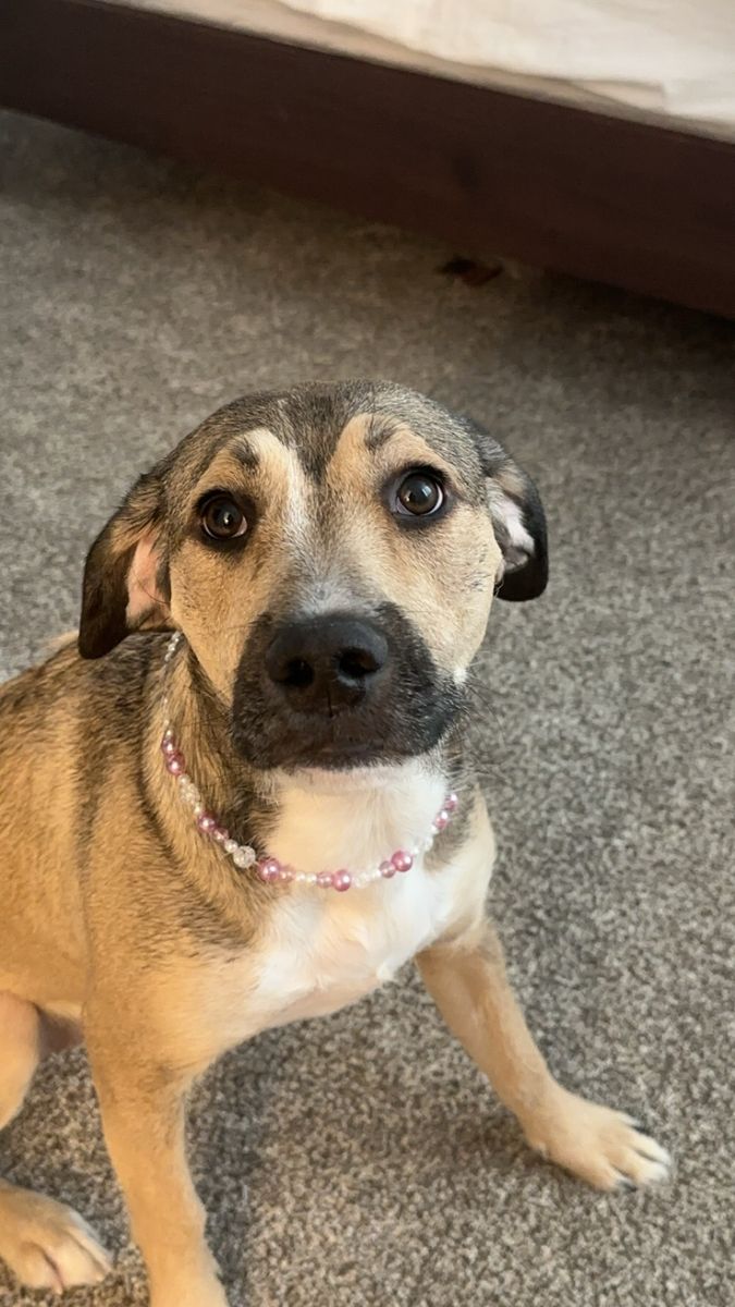 Seraphina Girl