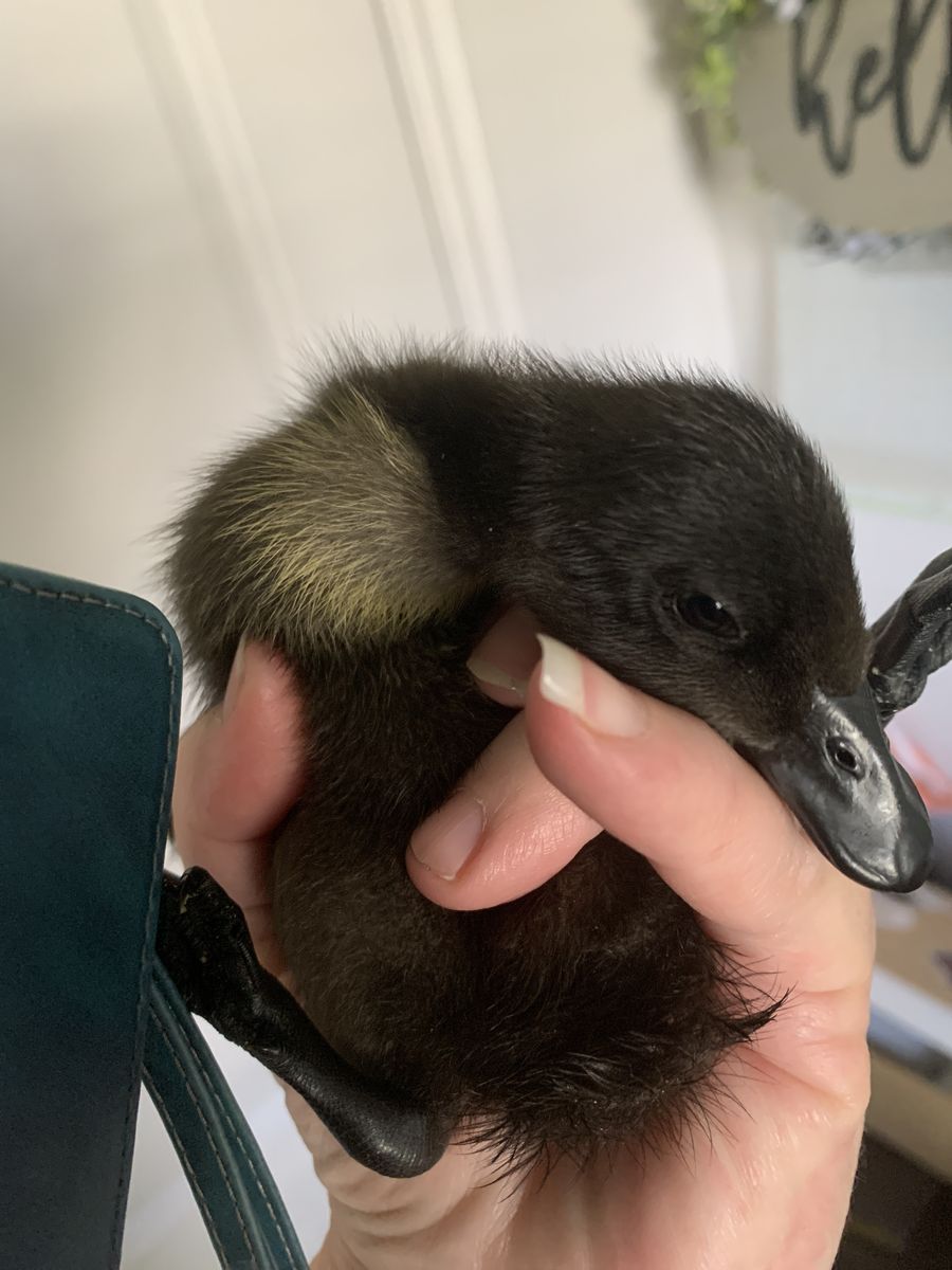 Cayuga ducklings