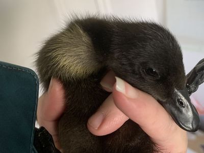 Cayuga ducklings