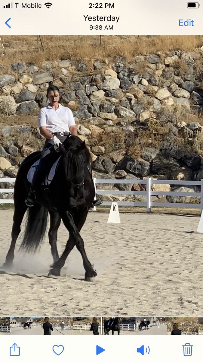 Onsite Lease for Exceptional Friesian Mare