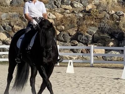 Onsite Lease for Exceptional Friesian Mare