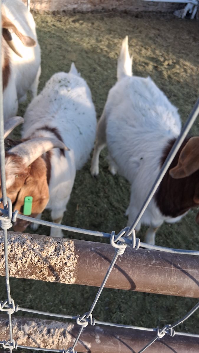 Goats Boys