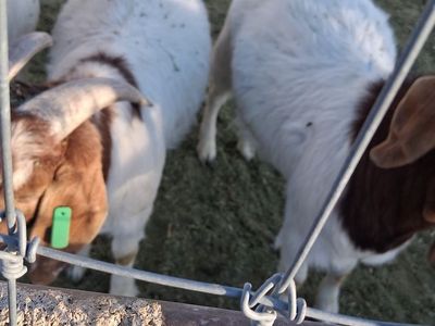 Goats Boys