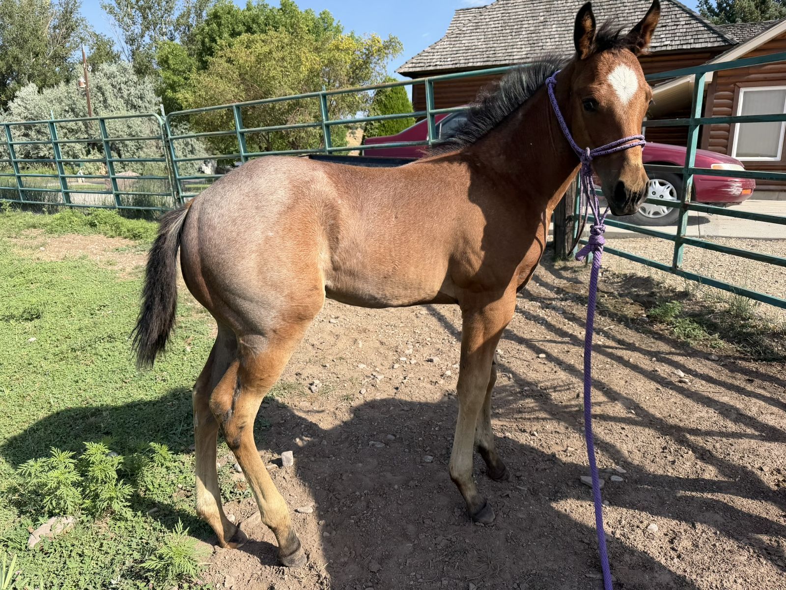 AQHA BAY ROAN HORSE COLT