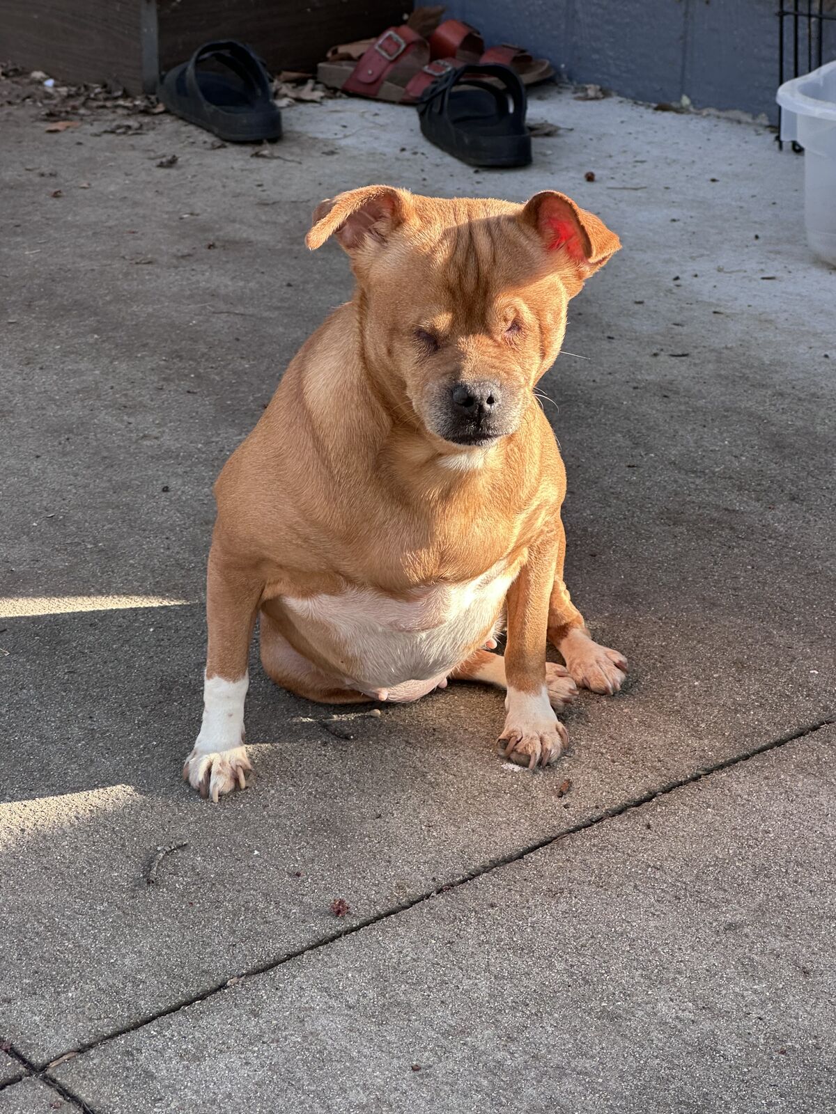 Sweet Disabled Chihuahua for Adoption