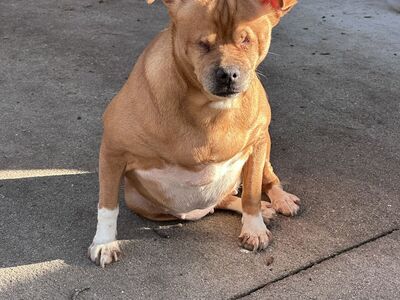 Sweet Disabled Chihuahua for Adoption