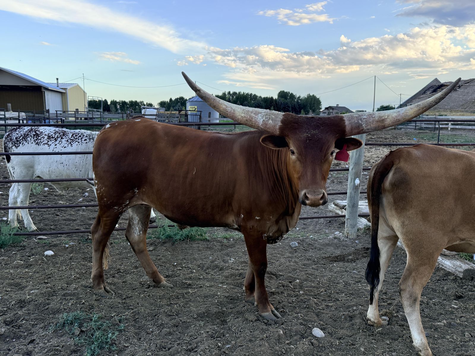 Longhorn Cows