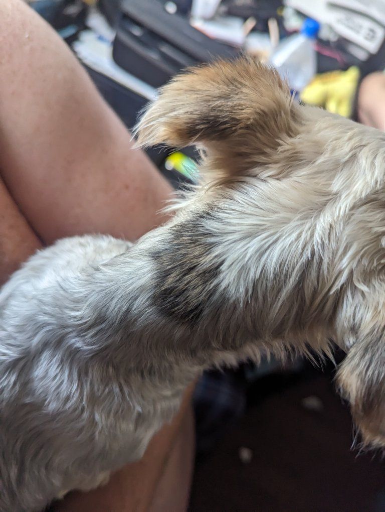 lost dog