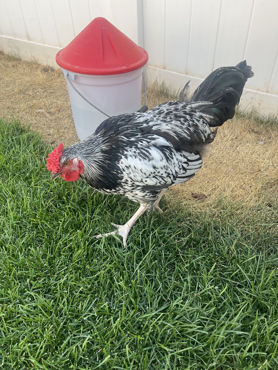 FREE Young Rooster