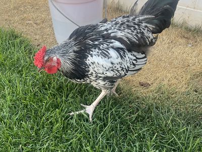 FREE Young Rooster