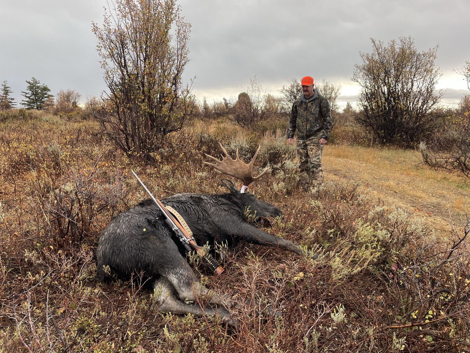 Shirus moose cape