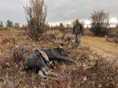 Shirus moose cape