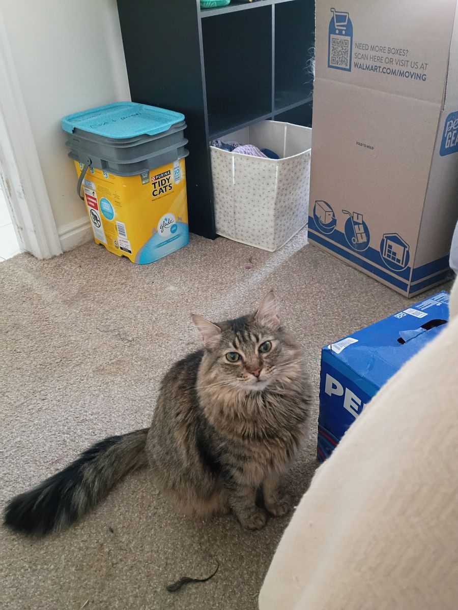 Lily Small Domestic Long Hair Cat