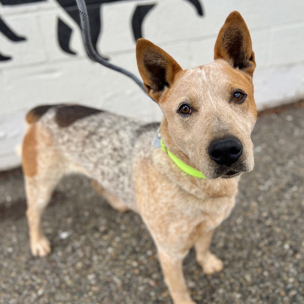 Hello my name is Archie