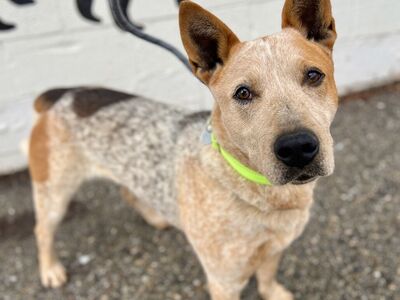 Hello my name is Archie