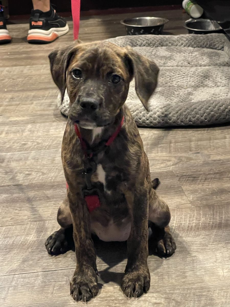 Red heeler boxer mixed hound