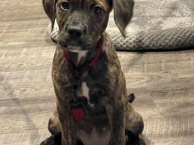 Red heeler boxer mixed hound