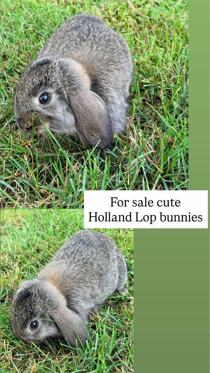 Cute Holland Lop Bunnies For Sale