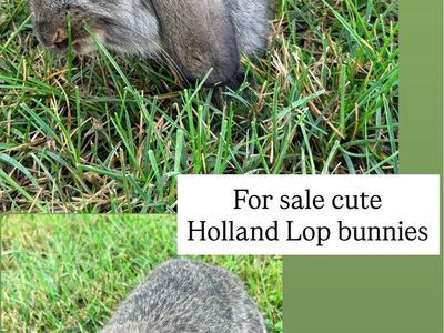 Cute Holland Lop Bunnies For Sale