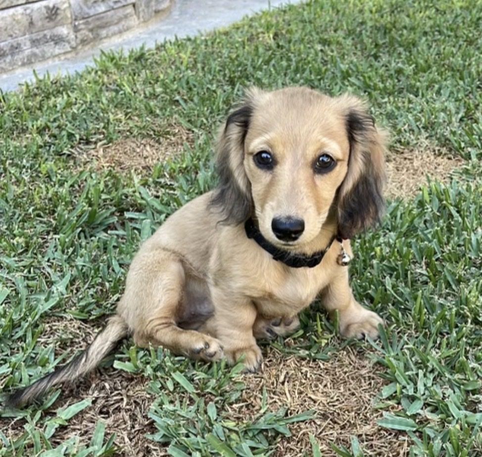 Miniature long haired dachshund female