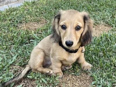 Miniature long haired dachshund female