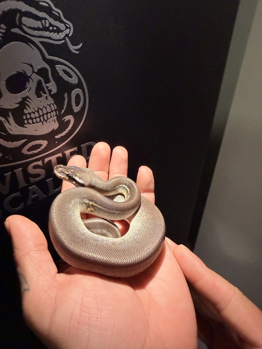 Ball python