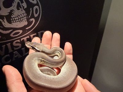 Ball python
