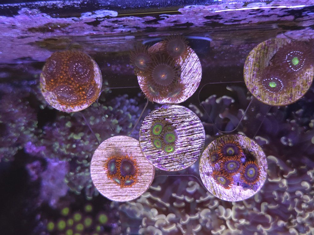 Zoa's