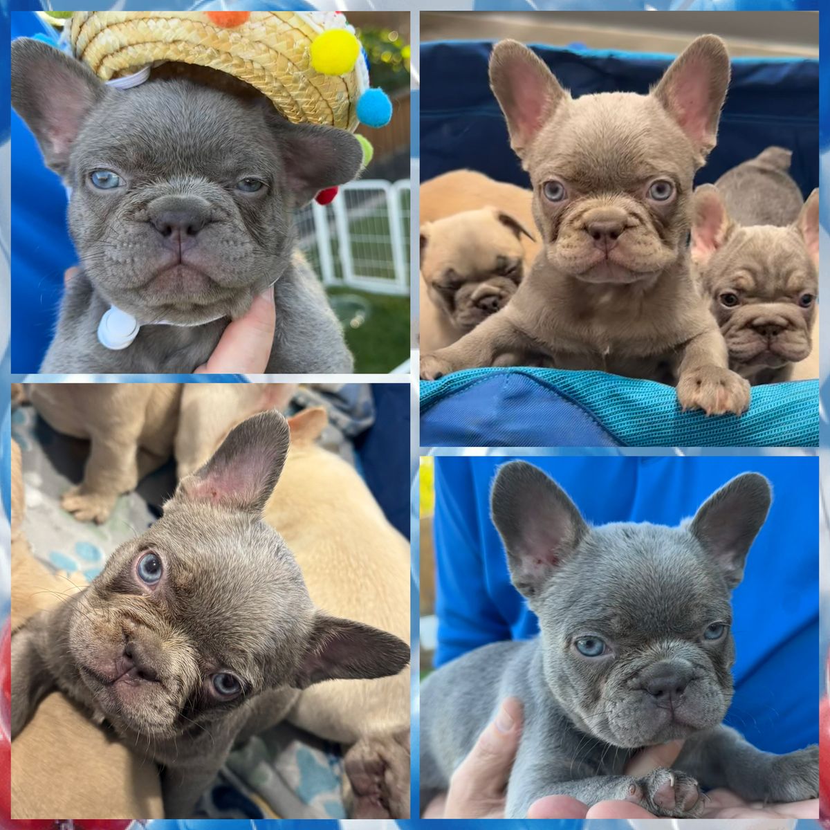 AKC French Bulldog Puppies - Variety of Colors, Adorable and Ready for New Homes
