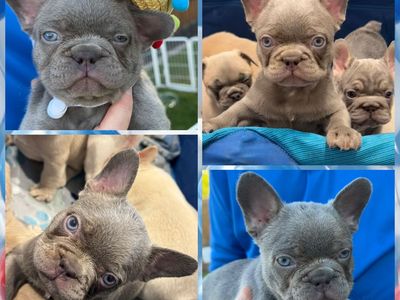 AKC French Bulldog Puppies - Variety of Colors, Adorable and Ready for New Homes