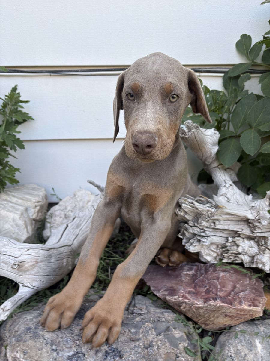 AKC Doberman Puppies