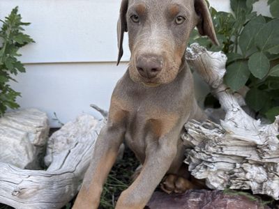 AKC Doberman Puppies