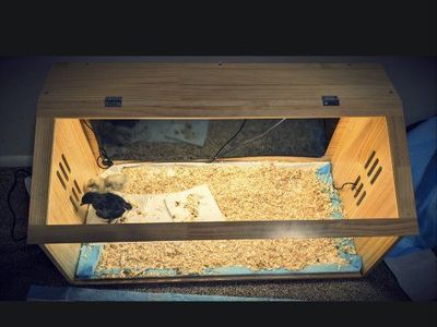 Brand New Handmade Wooden Chick Brooder Box with Heat Lamp & Ventilation