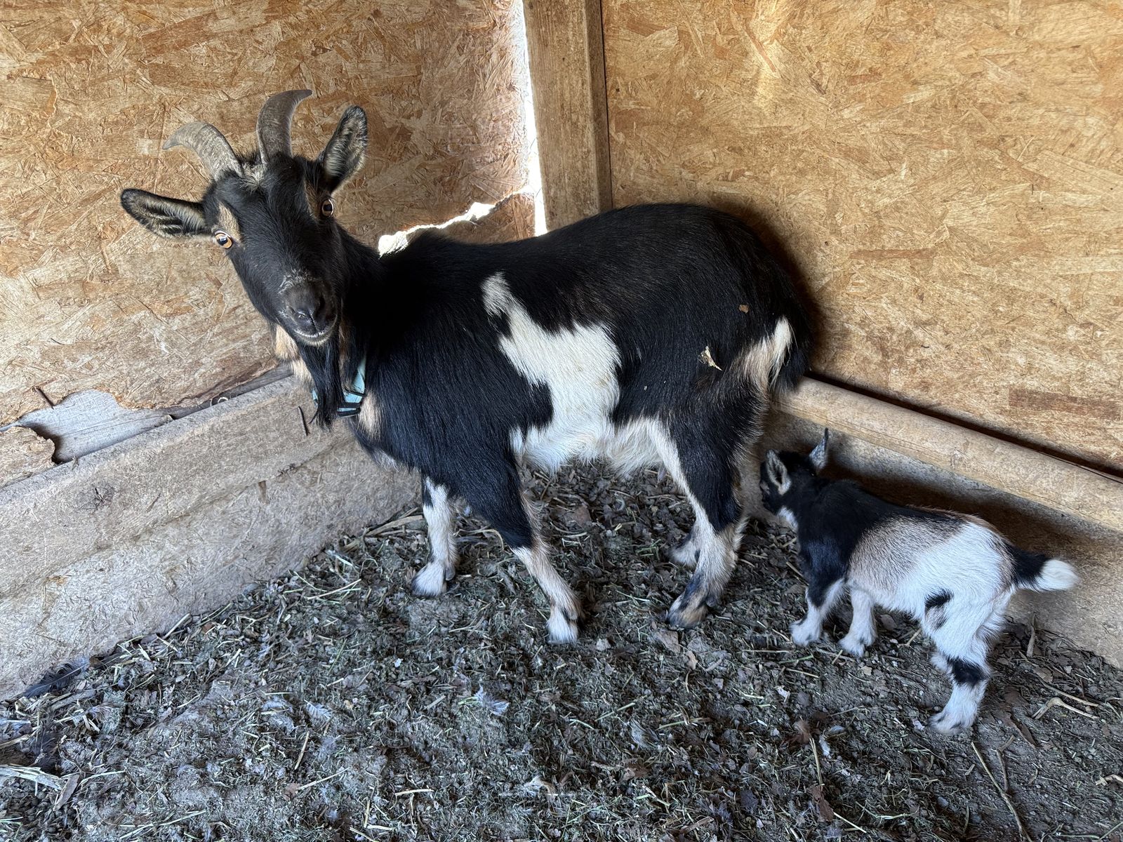 Nigerian Doe With Doeling